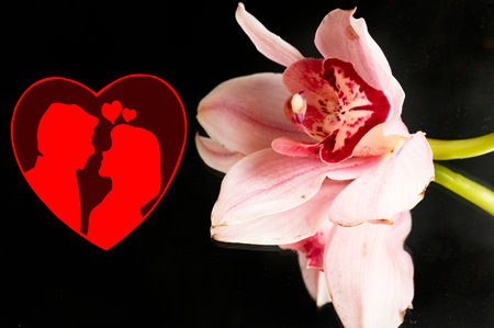 orchid colorful flower for valentines dayの写真素材