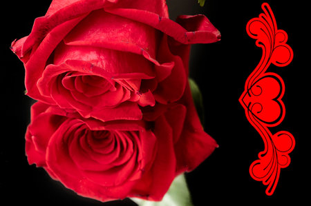 red rose very pretty colorful flower for valentines dayの写真素材