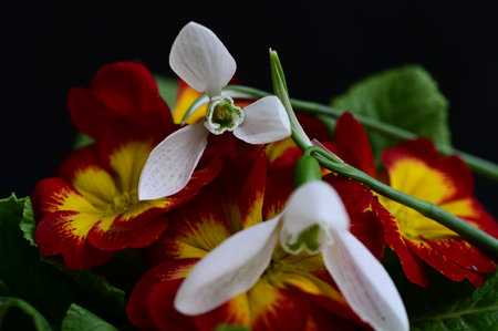 snowdrop very nice little flower in my gardenの写真素材