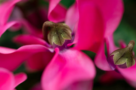 colored flower with close up