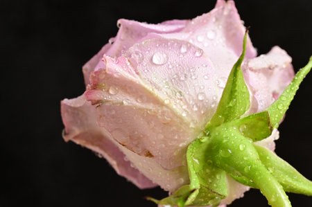 Beautiful pink rose with drops of water on a black background.の写真素材