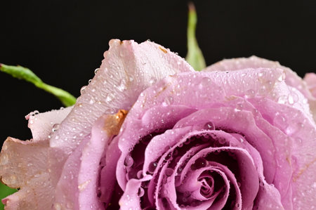 water drops on the colored flowerの写真素材