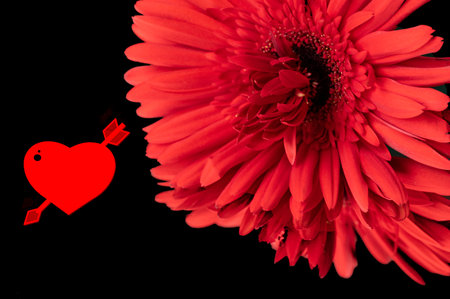 gerbera very nice colored flower for valentines dayの写真素材