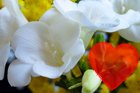 freesia very nice flower for valentines dayの写真素材