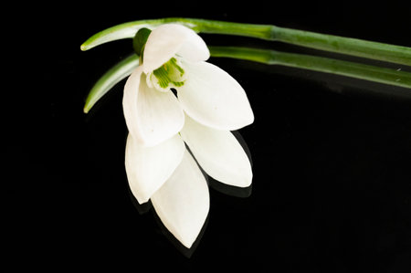 snow drop very pretty little winter flowerの写真素材