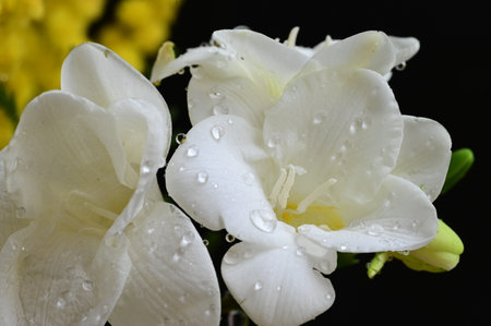 water drops on the freesia flower with close upの写真素材
