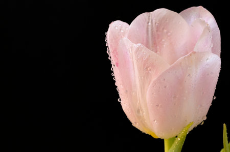 Beautiful pink tulip on a black background with water dropletsの写真素材