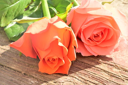 beautiful orange roses on wooden background, valentine's dayの写真素材