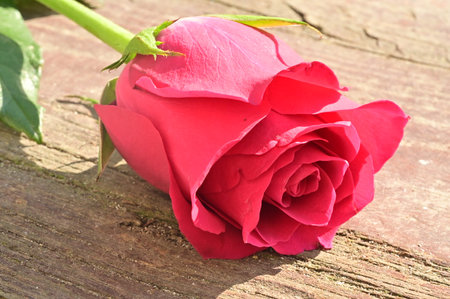 Red rose on wooden background, valentine's day concept.の写真素材