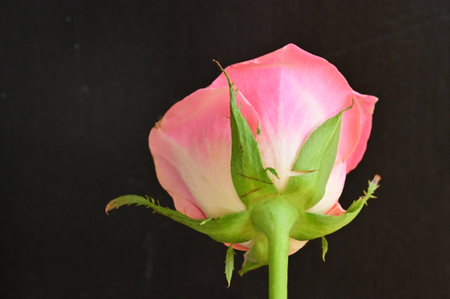 Pink rose on a black background, close-up, selective focusの写真素材