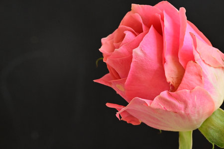 pink rose on black background with copy space, valentine conceptの写真素材