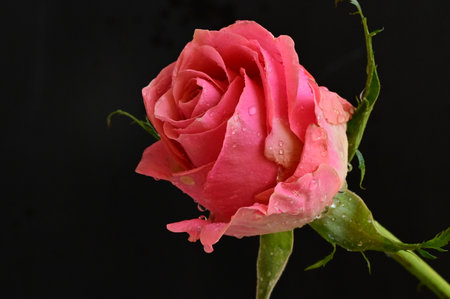 beautiful pink rose with water drops on it isolated on black backgroundの写真素材