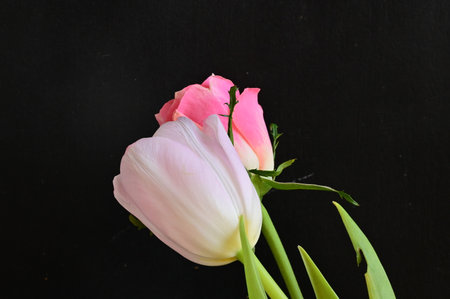 pink and white tulips on a black background with copy spaceの写真素材