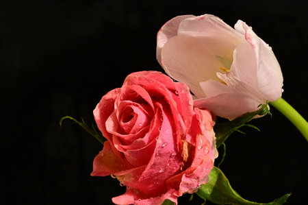 Beautiful pink and white rose on black background with drops of waterの写真素材