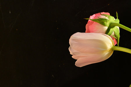 pink and white tulip on black background with space for text