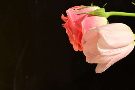 pink and white rose isolated on black background,valentineの写真素材