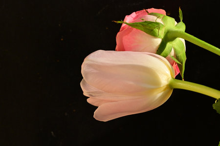 pink and white tulips on a black background close-upの写真素材