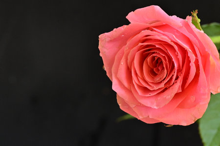 pink rose isolated on black background with copy space for your textの写真素材