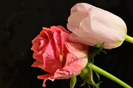 pink rose and white tulip on a black background with water dropsの写真素材