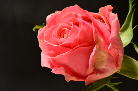 Beautiful pink rose on black background. Close-up image.の写真素材
