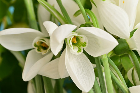 snow drop very nice little winter flower in my gardenの写真素材
