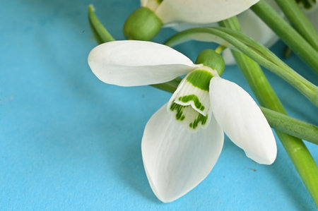 snow drop very nice little winter flowerの写真素材