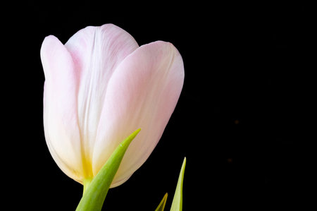 Pink tulip on a black background with space for your text.