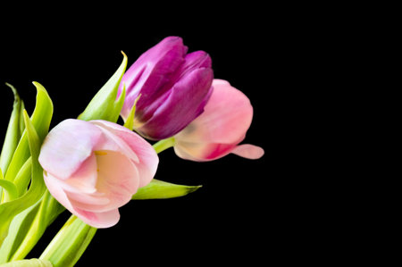 colorful tulip flower with close upの写真素材