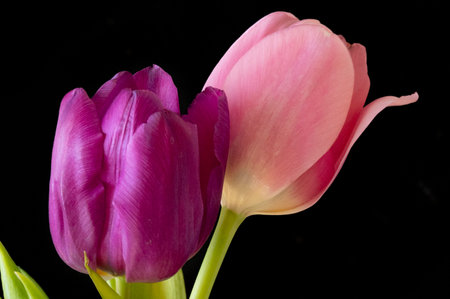 tulip very pretty colorful spring flowerの写真素材