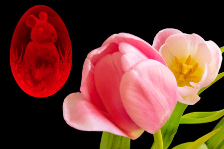 Easter egg and tulips isolated on black background with clipping pathの写真素材