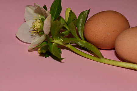 hellebore and egg nice decorations for the holidayの写真素材