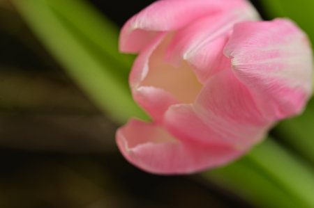 tulip very nice colored spring flower