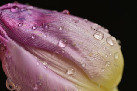 water drops on the tulip petals with close upの写真素材