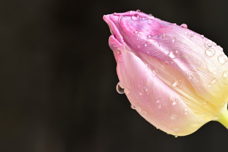 water drops on the tulip flower with close upの写真素材