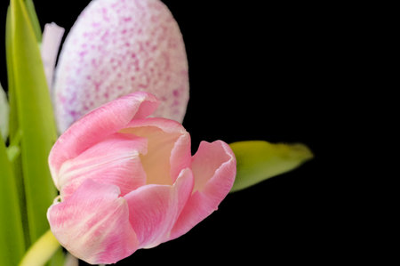 tulip and egg colored decoration for holiday