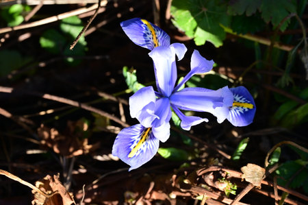 iris very nice colorful flower in my garden