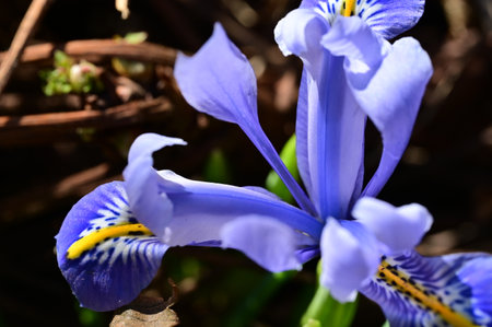iris very nice colorful flower in my gardenの写真素材
