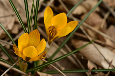 crocus colorful spring garden flower with close upの写真素材