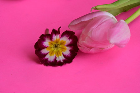 Pink tulip and purple primrose on a pink background close upの写真素材