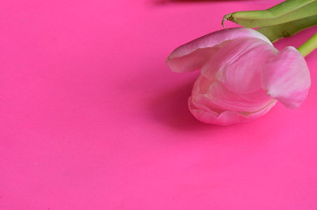 Pink tulip on a pink background. Place for your text.の写真素材