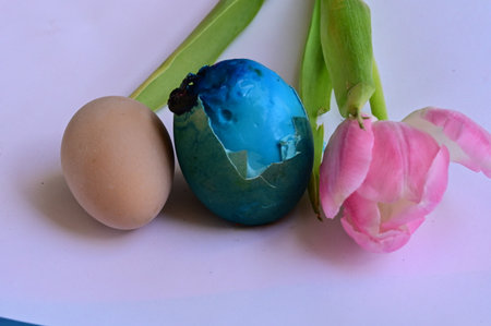 egg and tulip flower very nice ornament for the Easterの写真素材