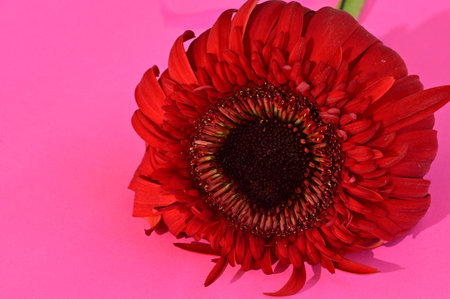 Red gerbera on a pink background. Close-up.の写真素材