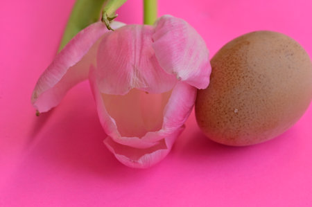 Easter eggs and tulip flower on pink background. Easter concept.の写真素材