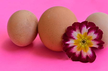Eggs and primrose on pink background. Easter concept.の写真素材