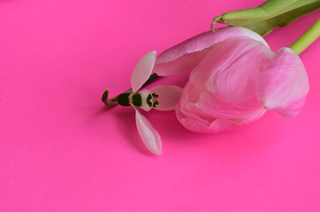 pink tulips on a pink background with space for your textの写真素材