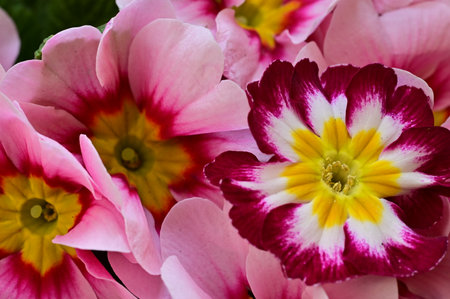 Close up of pink primula (primula vulgaris) flowersの写真素材