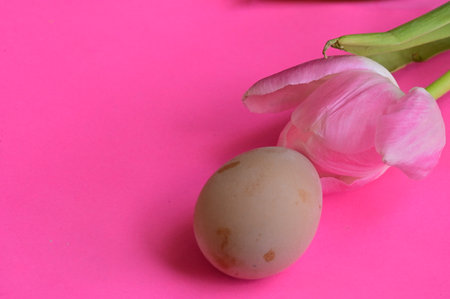 Easter egg and tulip flower on pink background, copy spaceの写真素材