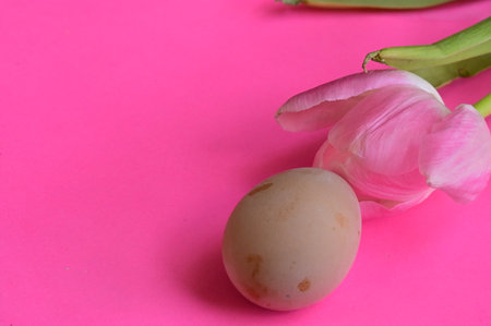 Easter eggs and tulips on a pink background. Copy space.の写真素材