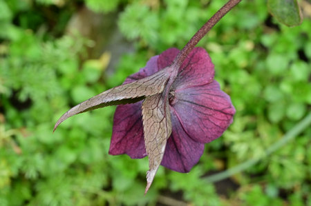 Purple hellebore flower in the garden, Thailand.の写真素材
