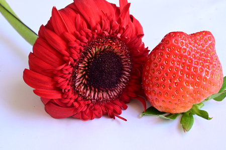 Red gerbera and strawberry isolated on white background, close upの写真素材